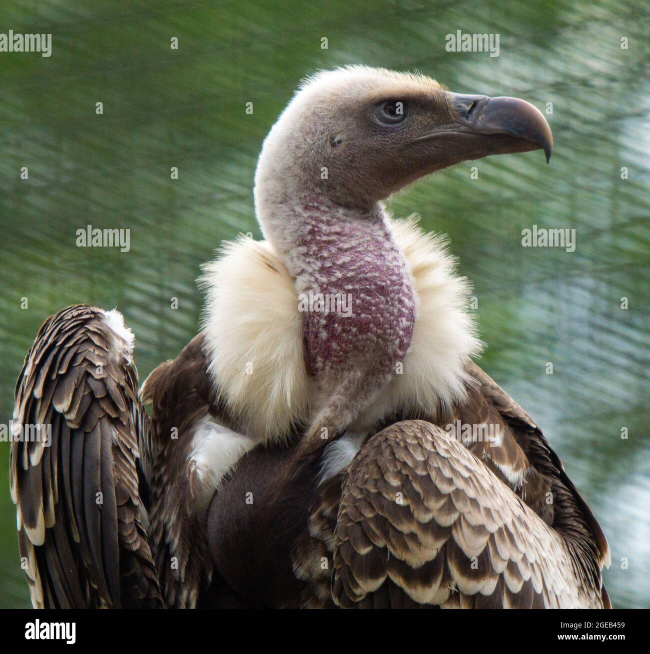 Large Raptor High Resolution Stock Photography and Images - Alamy