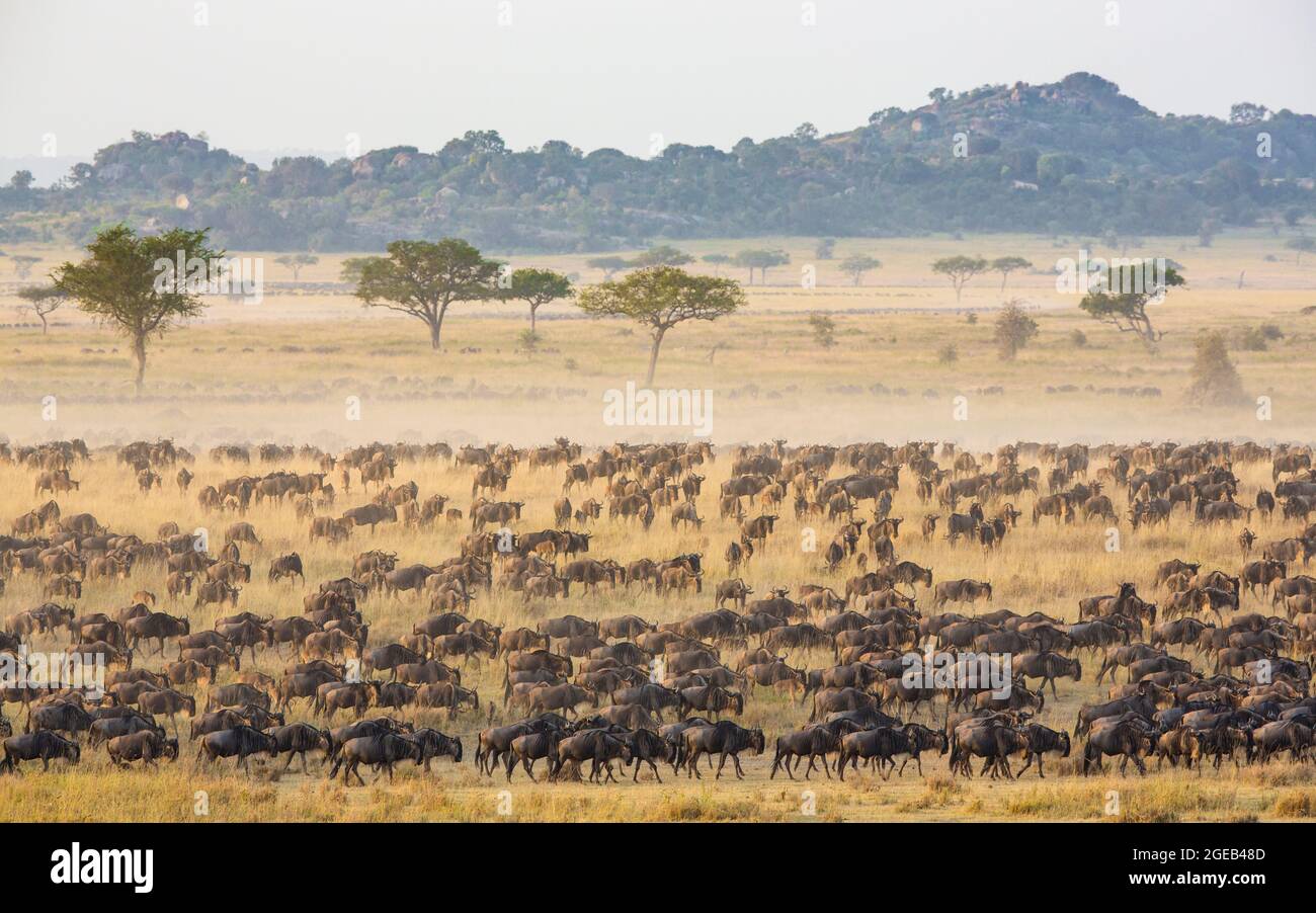 Thousands of Wildebeest in the Serengeti National Park - Tanzania Stock Photo