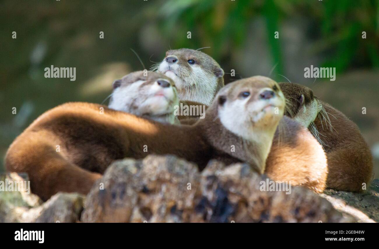 Peeking Otter Stock Photo