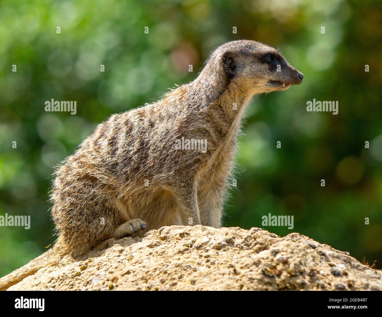 Meerkat on his Perch Stock Photo