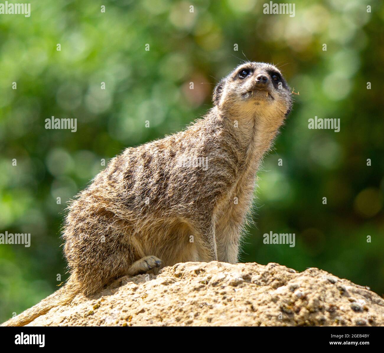 Watching Meerkat Stock Photo