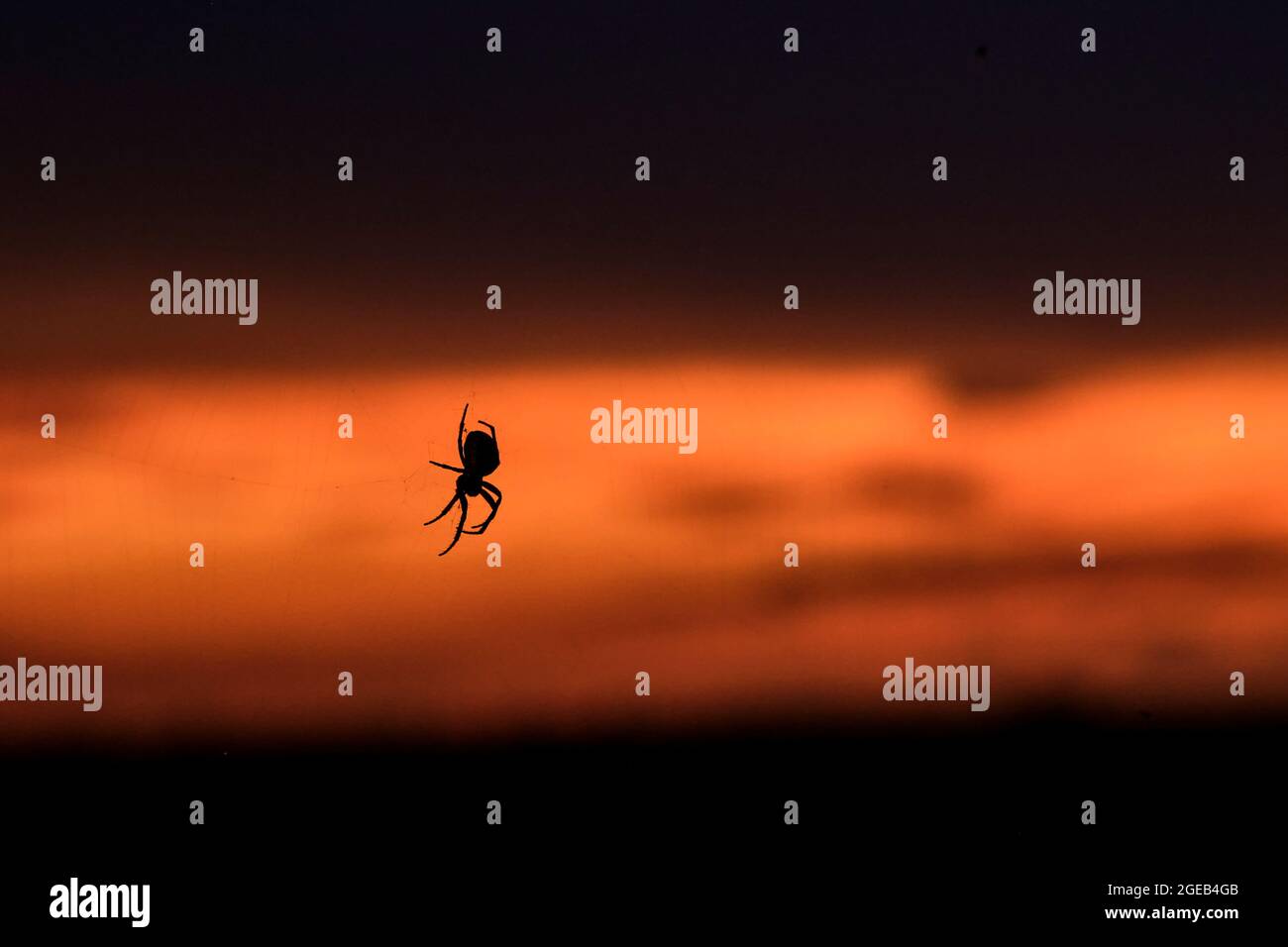 Silhouette of hanging spider on web over background of dramatic red and ...