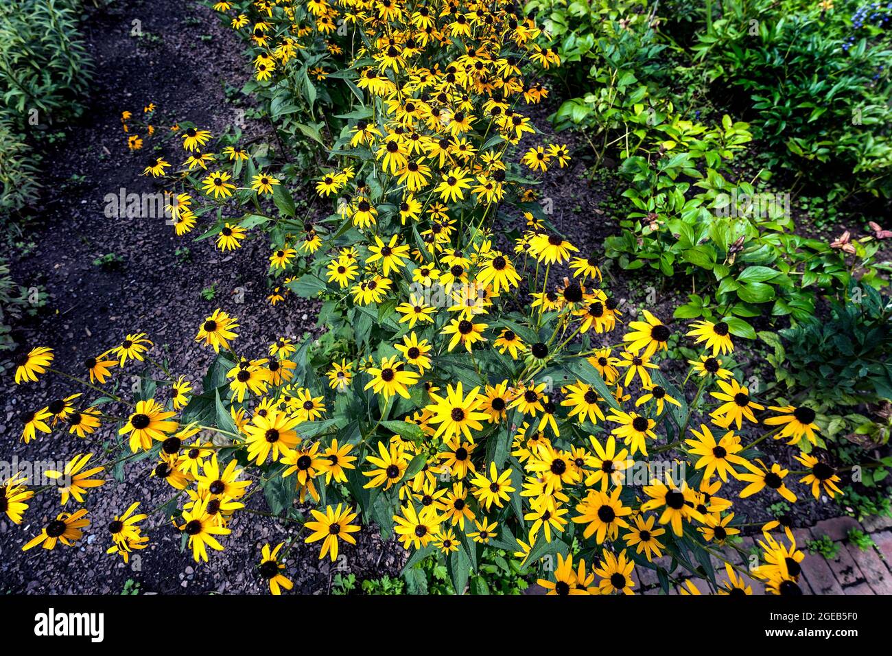 Profusion of wildflowers in an urban garden Stock Photo - Alamy