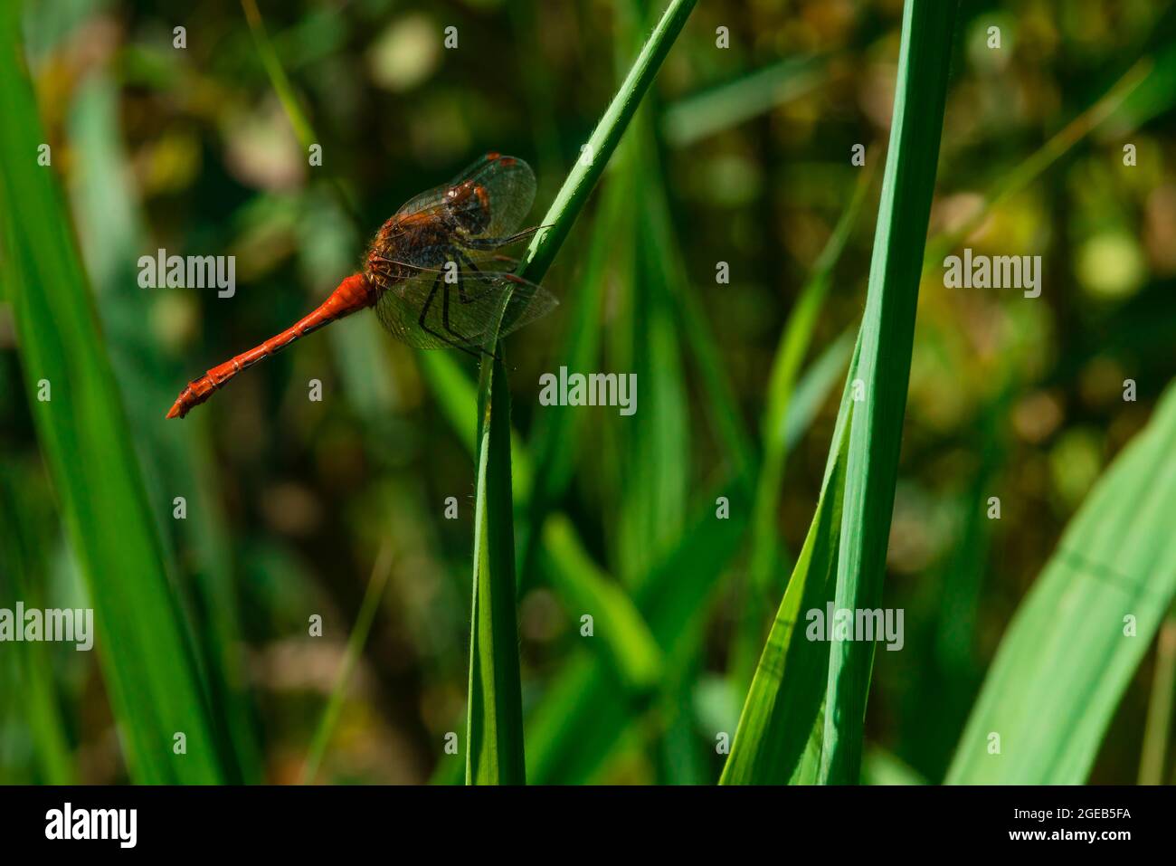 A beautiful red dragonfly is resting on a reed leaf Stock Photo