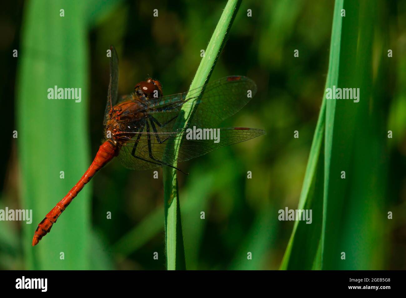 A beautiful red dragonfly is resting on a reed leaf Stock Photo