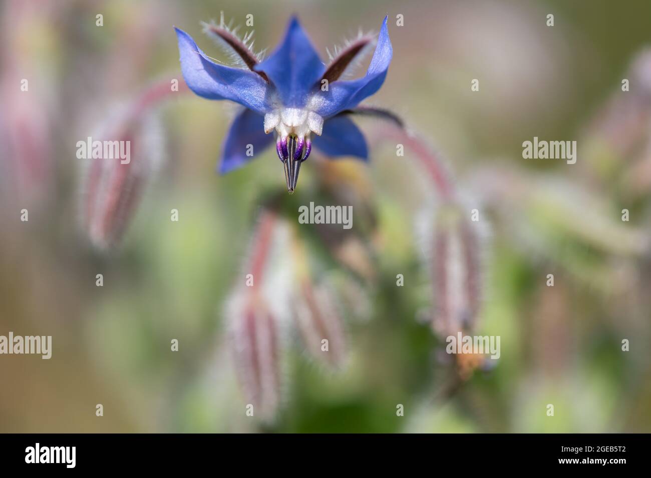 Close up of a borage (borago officinalis) flower in bloom Stock Photo