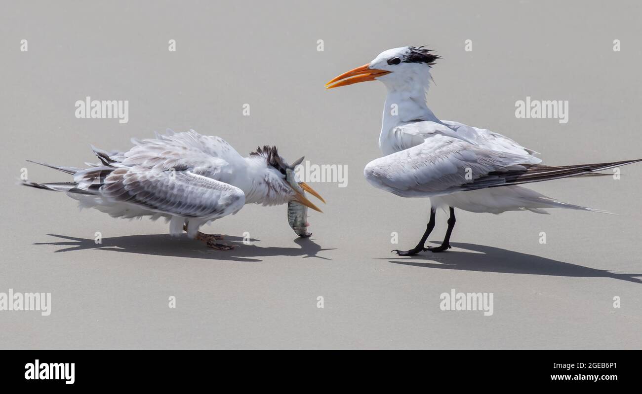 Adult Royal Tern watches and guards as the juvenile devours a fish Stock Photo