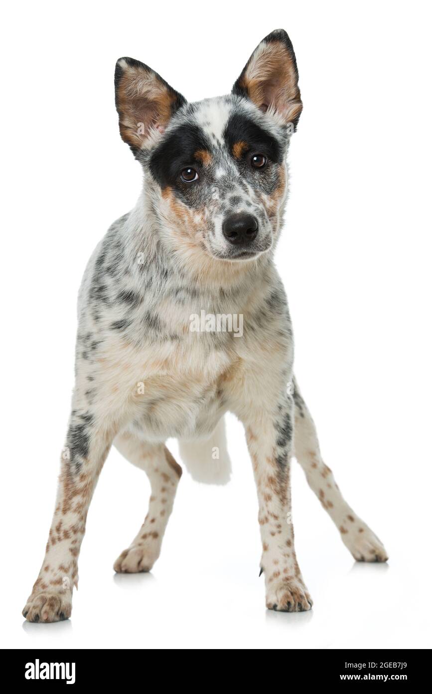 Australian cattle dog isolated Stock Photo - Alamy