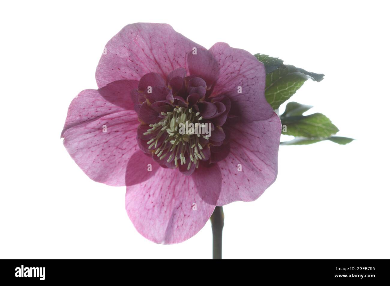 Open flower of a hellebore plant on a stem photographjed on a white backgopund Stock Photo