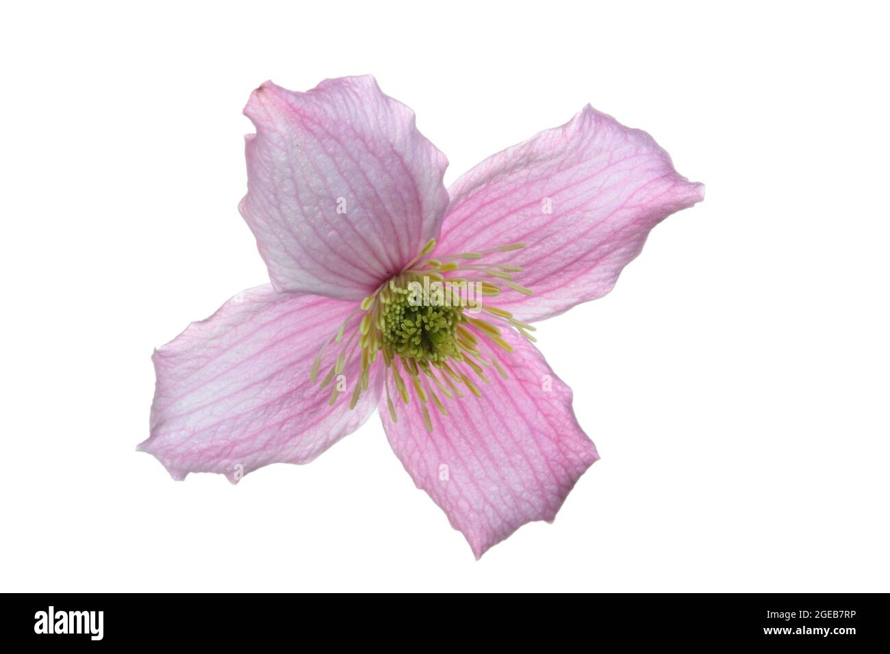 single open flower head of a Clematis Montana Wilsonii photographed against a white background Stock Photo