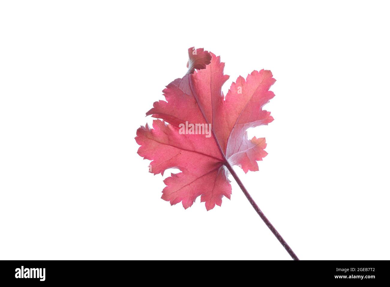 Single leaf and stem of a Heuchera Creme Brulee plant photographed against a white background Stock Photo