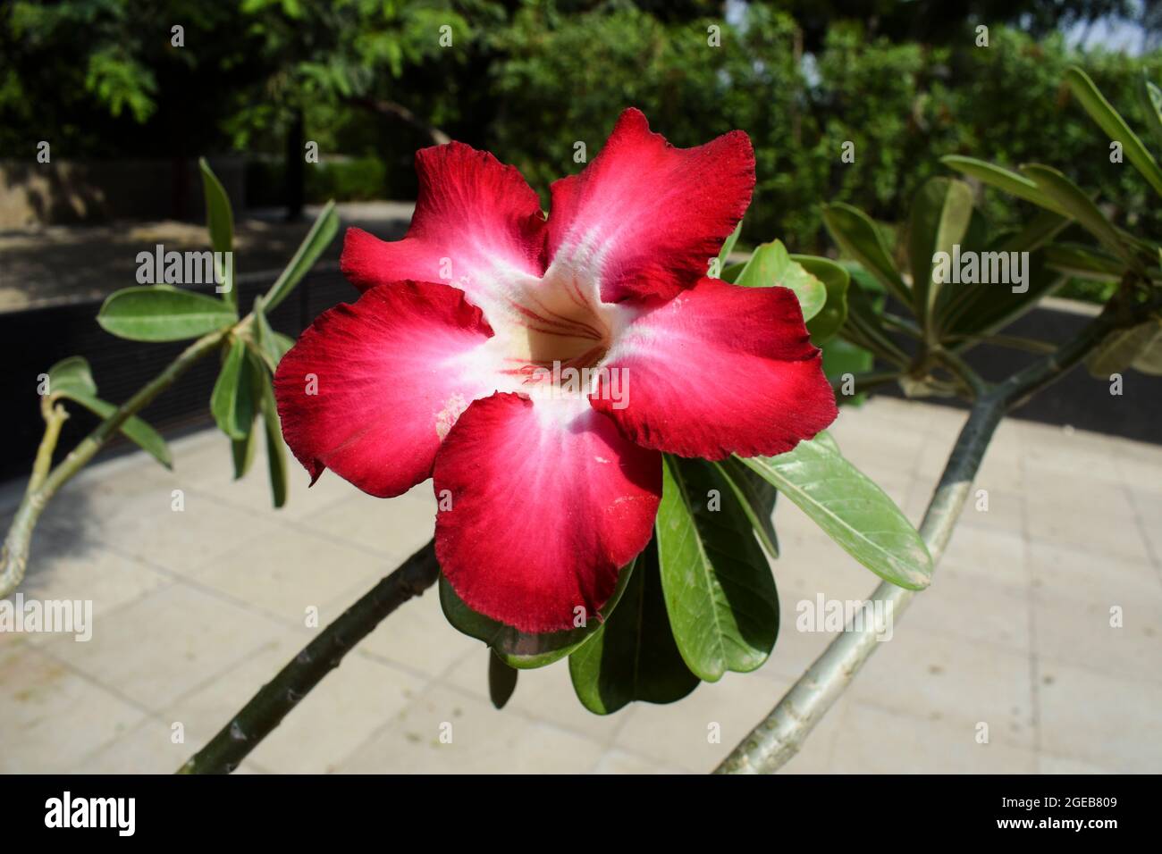 Beautiful closeup of Ornamental bonsai flowering plant Adenium flower. Blooming adenium shaded