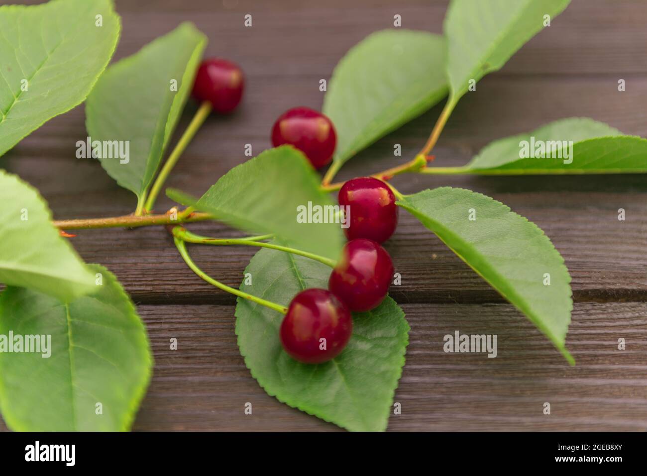 Cherries arranged on a base made of black boards. There is a twig with leaves under the fruit. Stock Photo