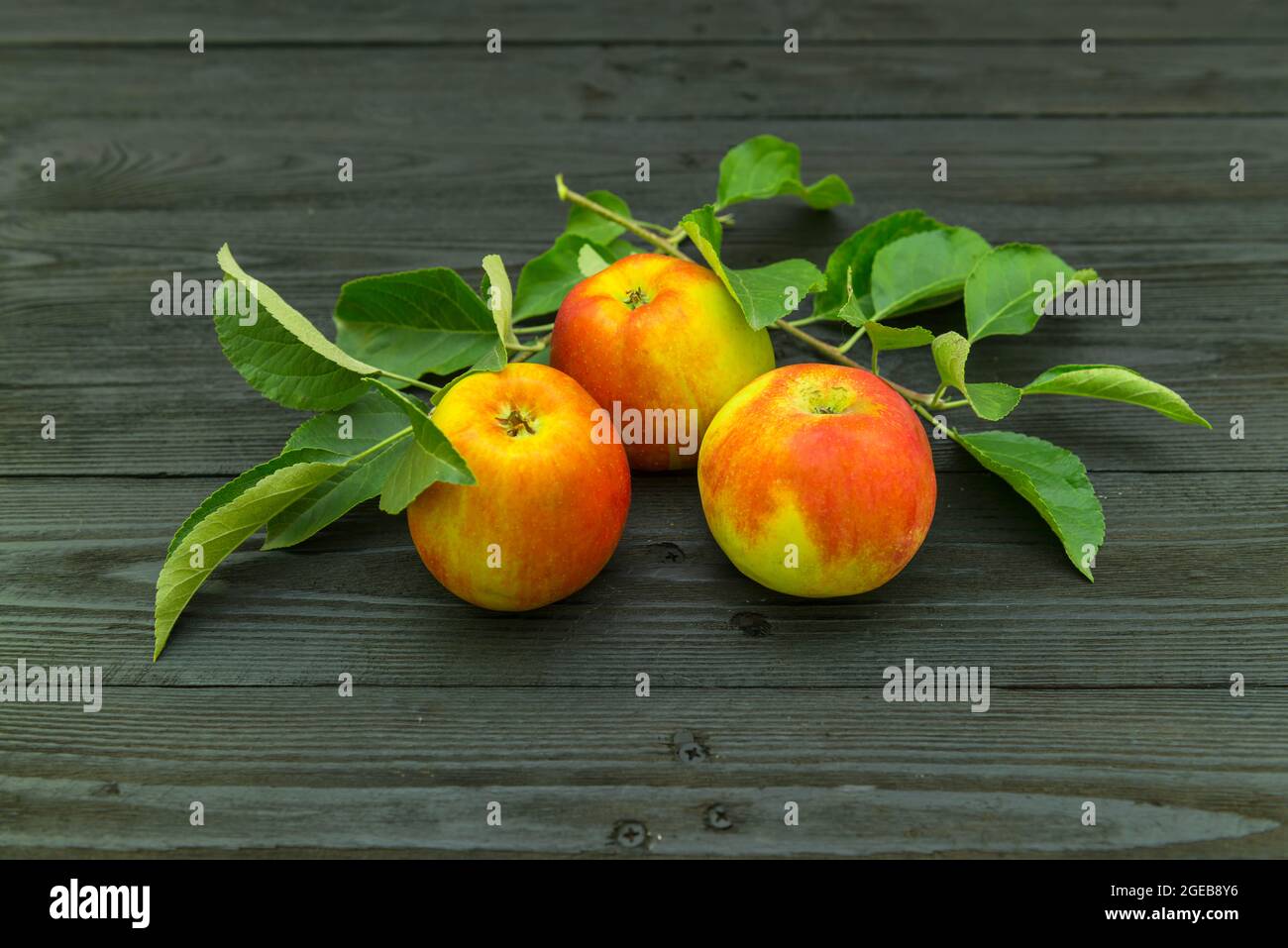 Apples placed on a black wooden substrate. The fruits are decorated with green leaves .. Stock Photo