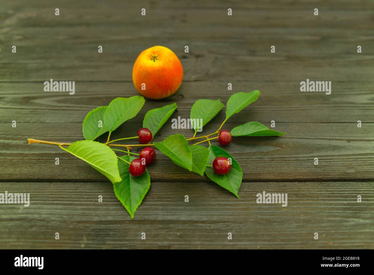 Apples placed on a black wooden substrate. Next to it, on a twig with leaves, there are cherries. Stock Photo