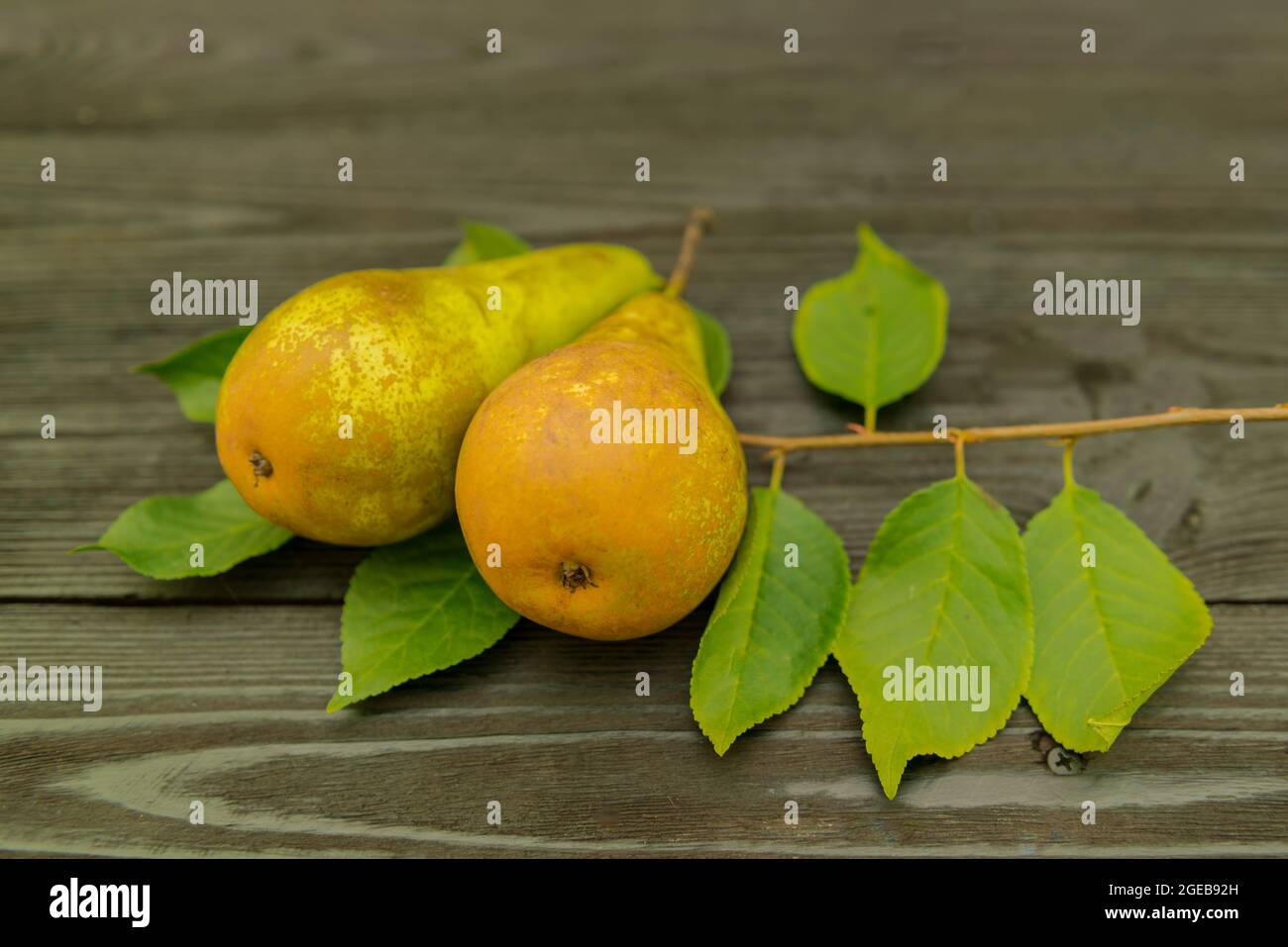 Two pears on a black wooden background. There is a twig with leaves under the fruit. Stock Photo