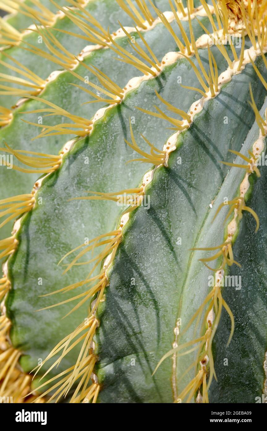 Sonora barrel, Coville's barrel cactus, Emory's barrel cactus, and traveler's friend, Ferocactus echidne, kaktusz Stock Photo