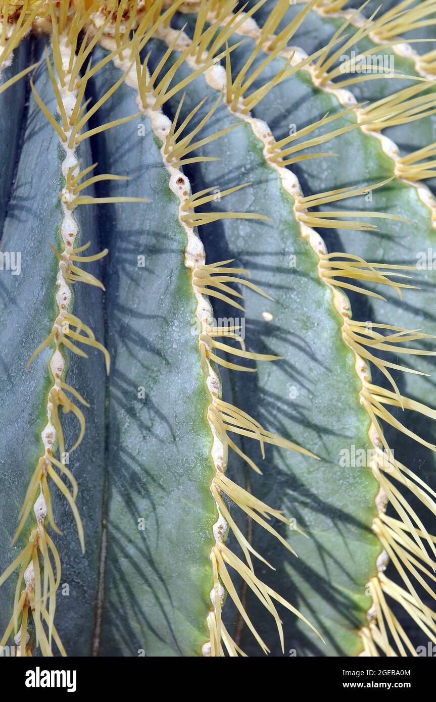 Sonora barrel, Coville's barrel cactus, Emory's barrel cactus, and ...