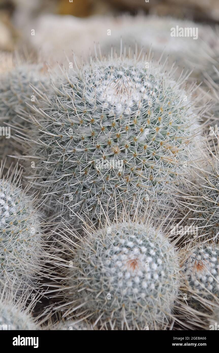 spiny pincushion cactus, Mammillaria spinosissima, kaktusz Stock Photo