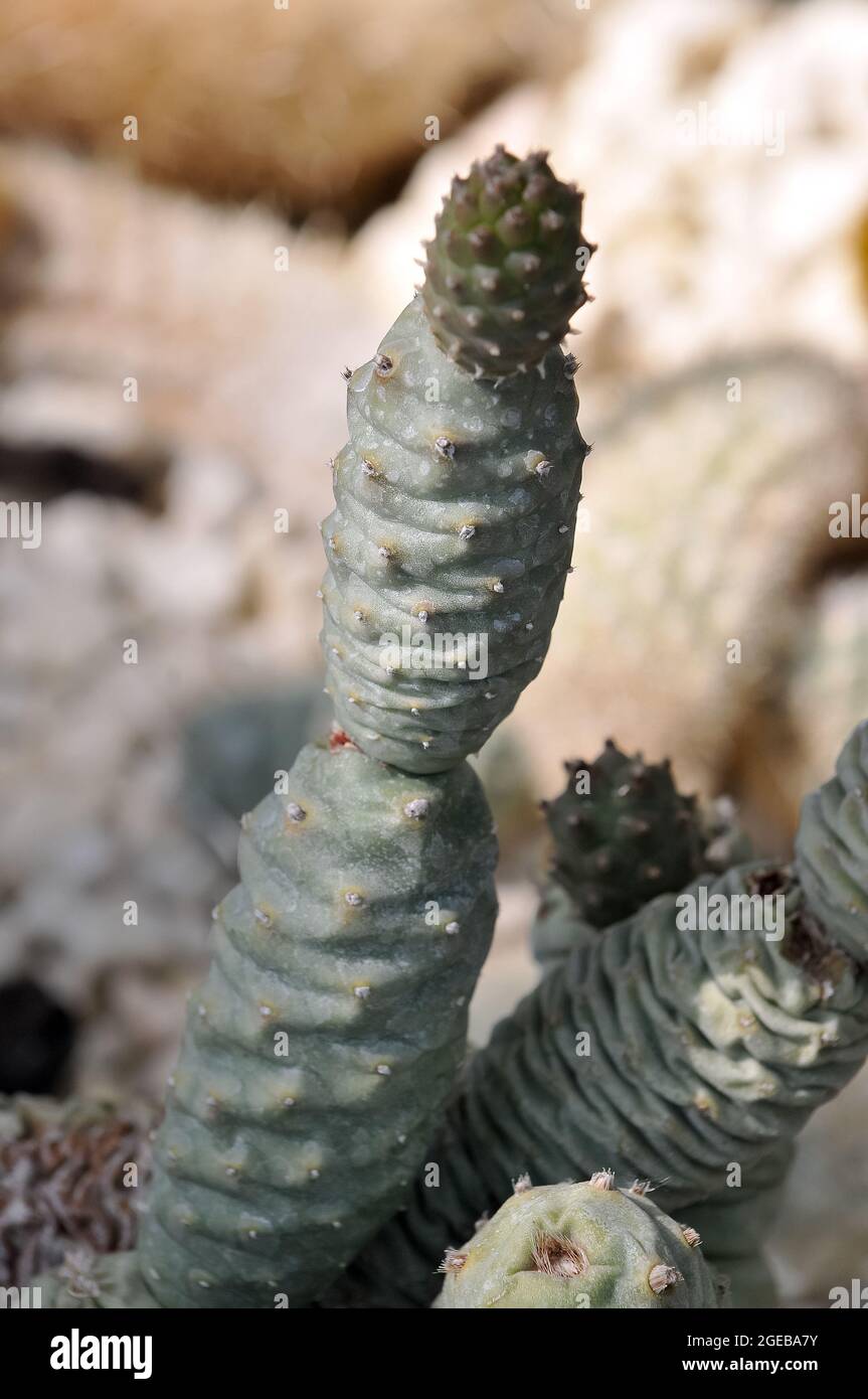 cactus, Tephrocactus articulatus, kaktusz Stock Photo