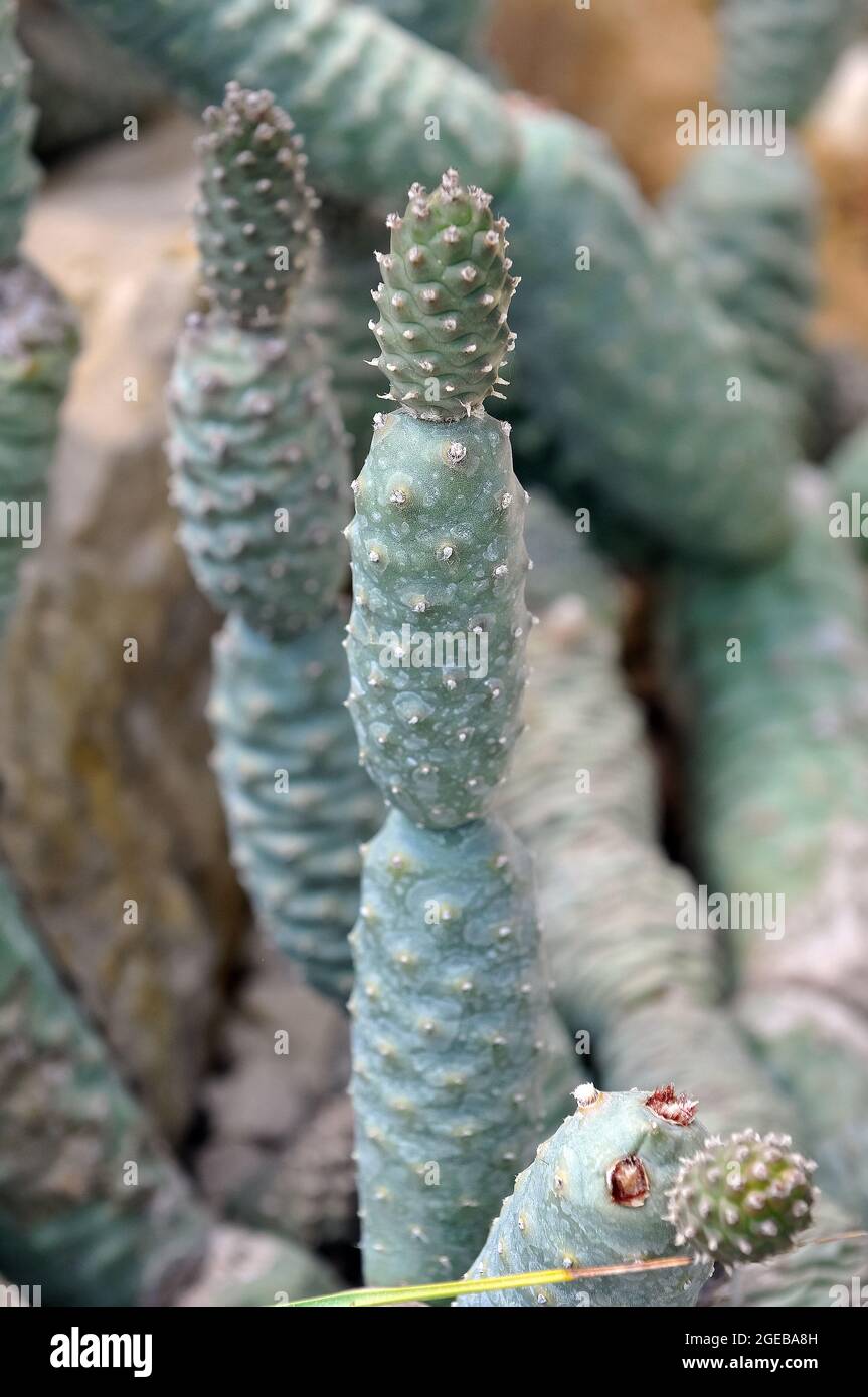 cactus, Tephrocactus articulatus, kaktusz Stock Photo