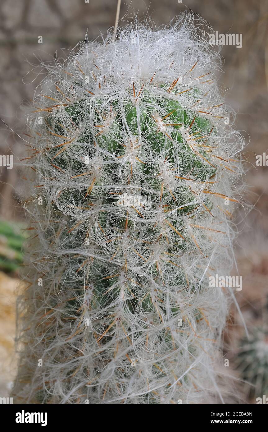 cactus, Oreocereus celsianus, kaktusz Stock Photo