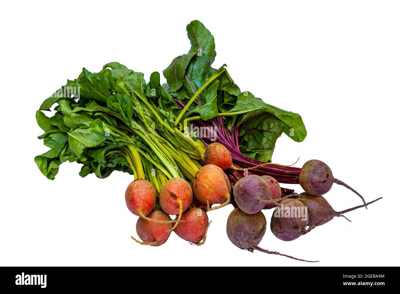 Red and Yellow Beets still with their leaves on a White Background