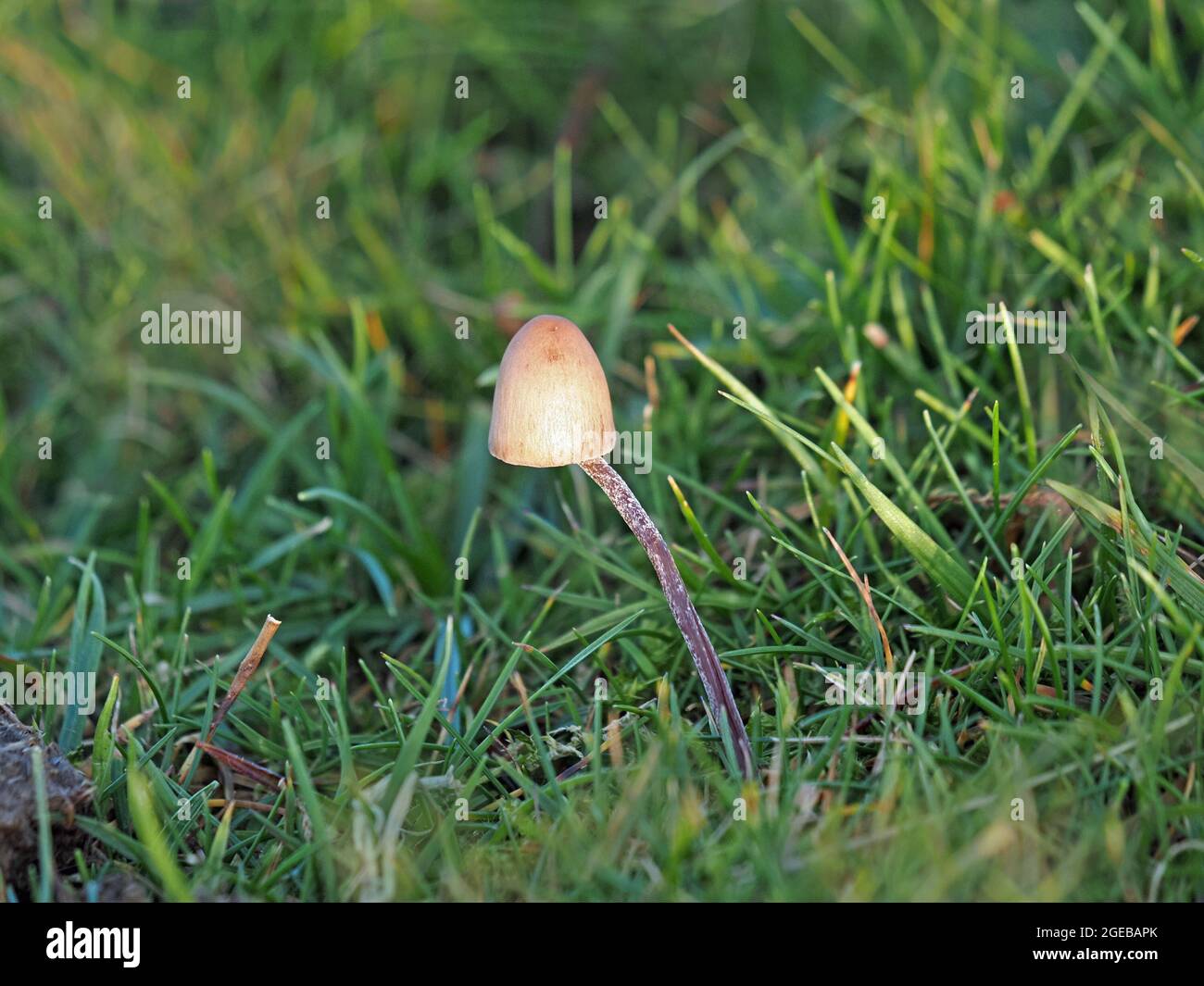 long thin dark stem & conical cream cap of small toadstool fungus growing wild on unimproved Waxcap Grassland in Cumbria, England,UK Stock Photo