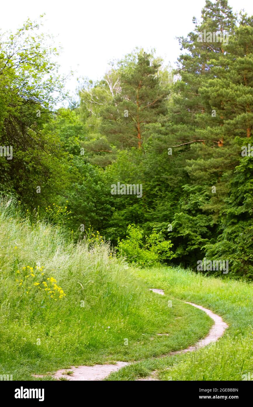 A woodland track, forest road. A winding path leading into a deep green ...