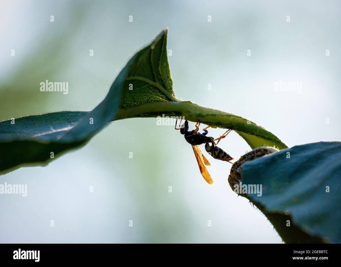 A Yellow Jacket wasp walks up and down a sunflower stalk in an August evening light. Stock Photo