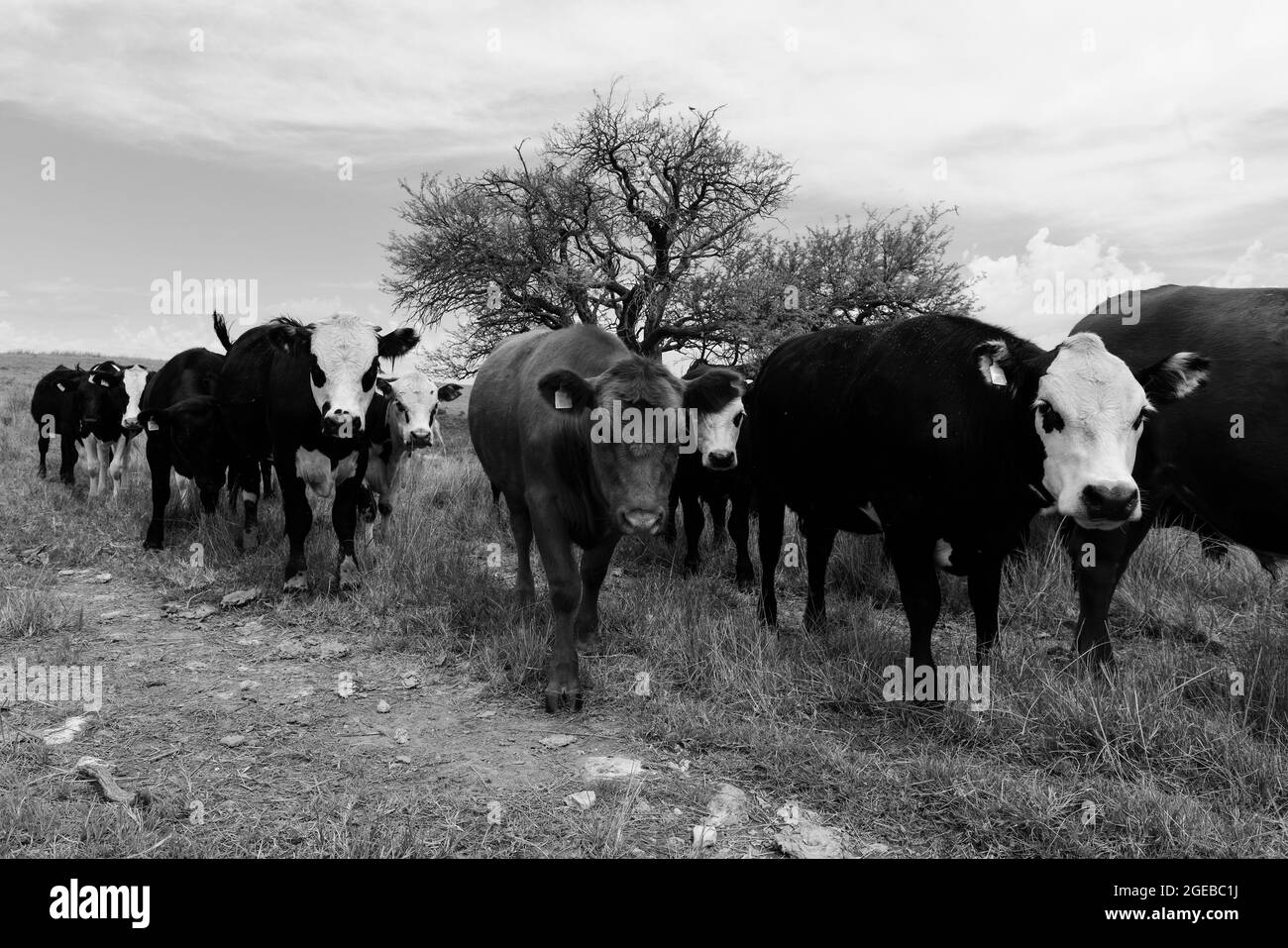 Cows raised with natural pastures, meat production in the Argentine countryside, La Pampa Province, Argentina. Stock Photo