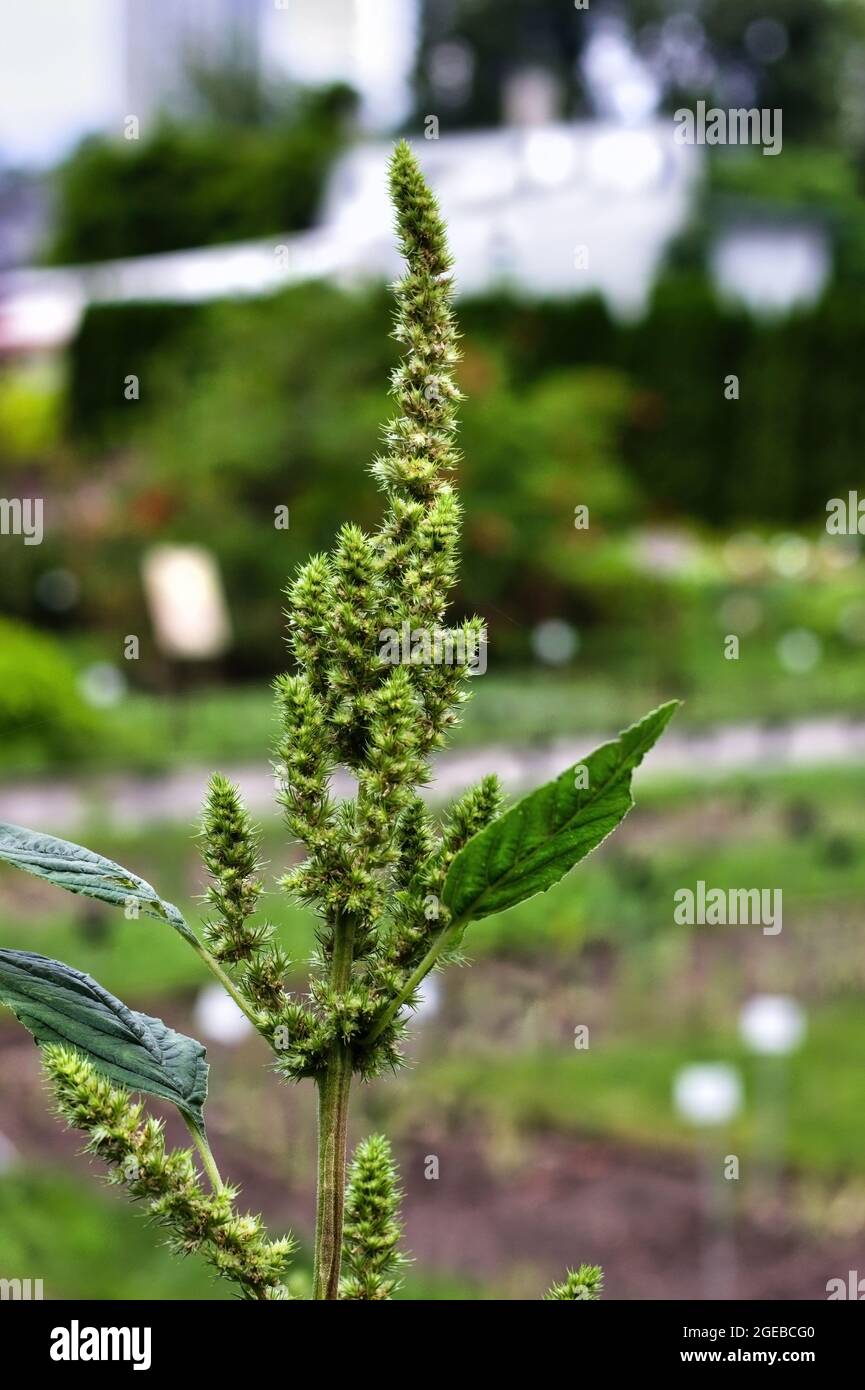 Redroot pigweed amaranthus retroflexus also called red-root amaranth. Used in herbal medicine healthy eating concept Stock Photo