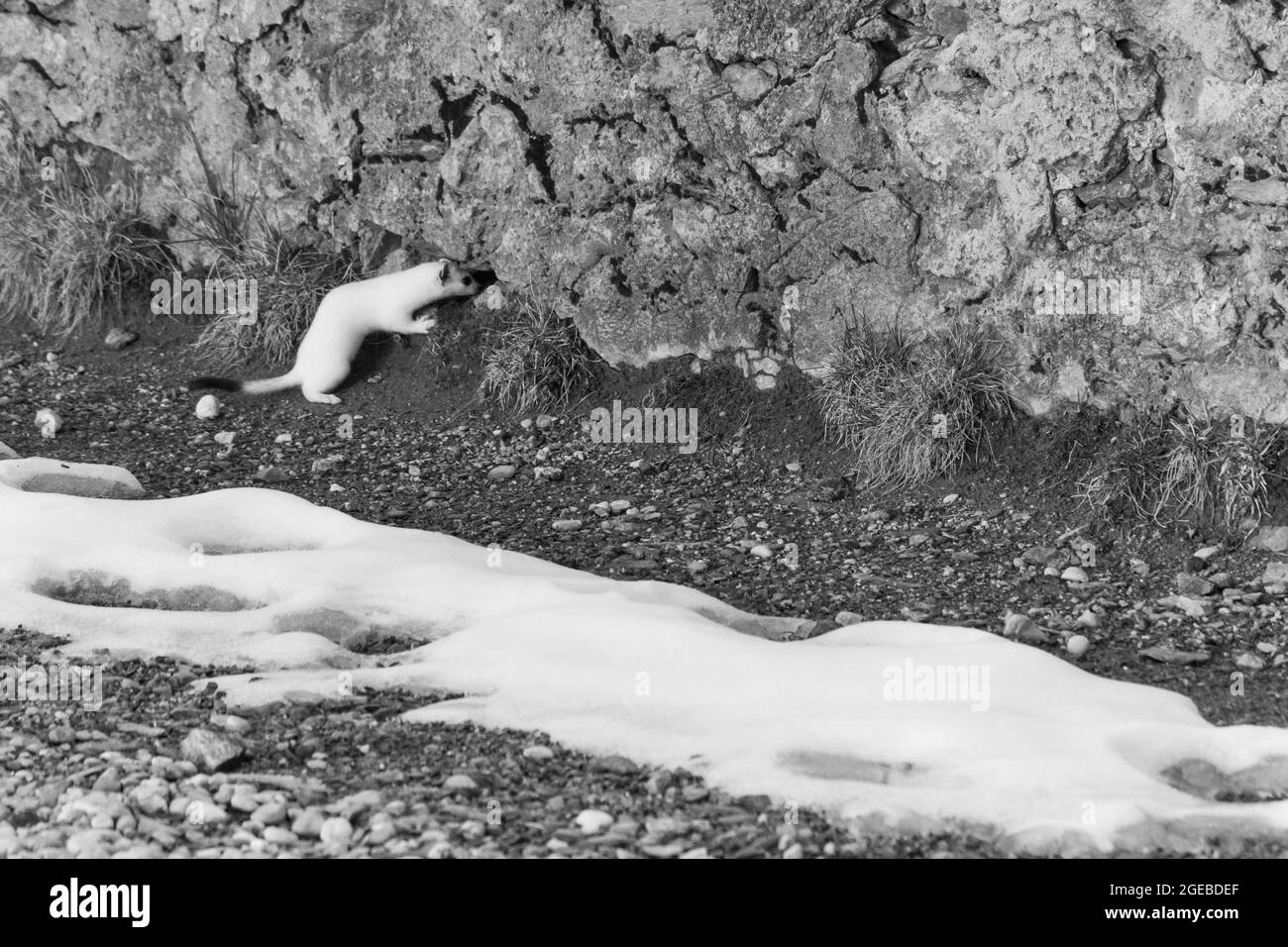 A snow ermine looking through a hole in the French Alps Stock Photo