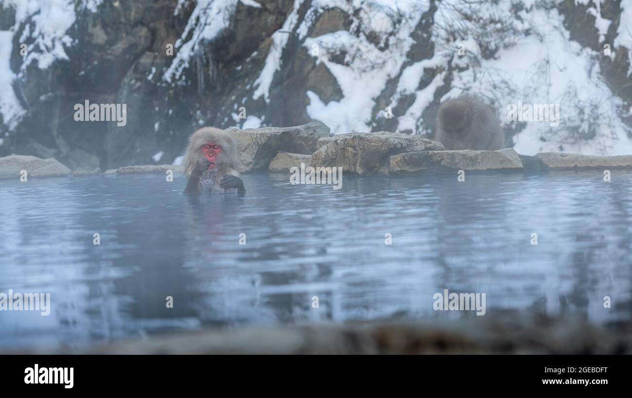 A wild monkey that enters a hot spring. Snow monkey bathe and relaxing in onsen of Japan. Macaca fuscata feeling the body is warm and sleepy. A wild m Stock Photo