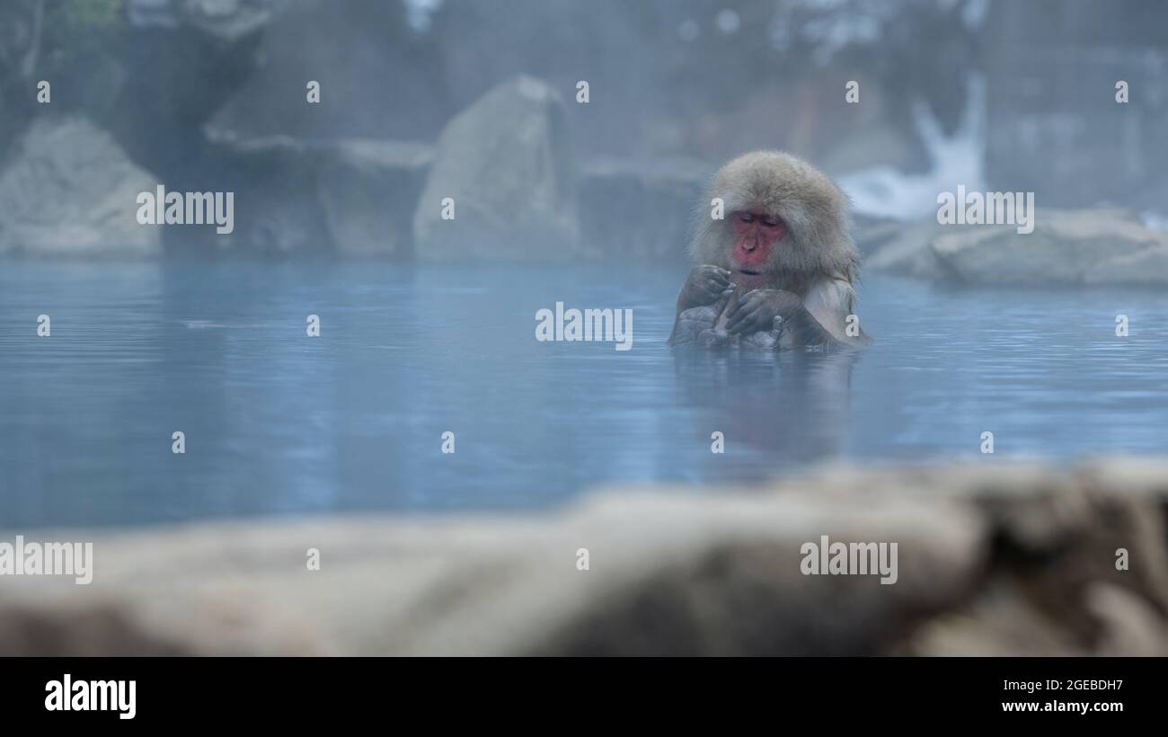 The famous snow monkeys bath in a natural onsen hot springs of Nagano, Japan. Japanese Macaques enjoys and outdoor bath at winter season. A wild macaq Stock Photo