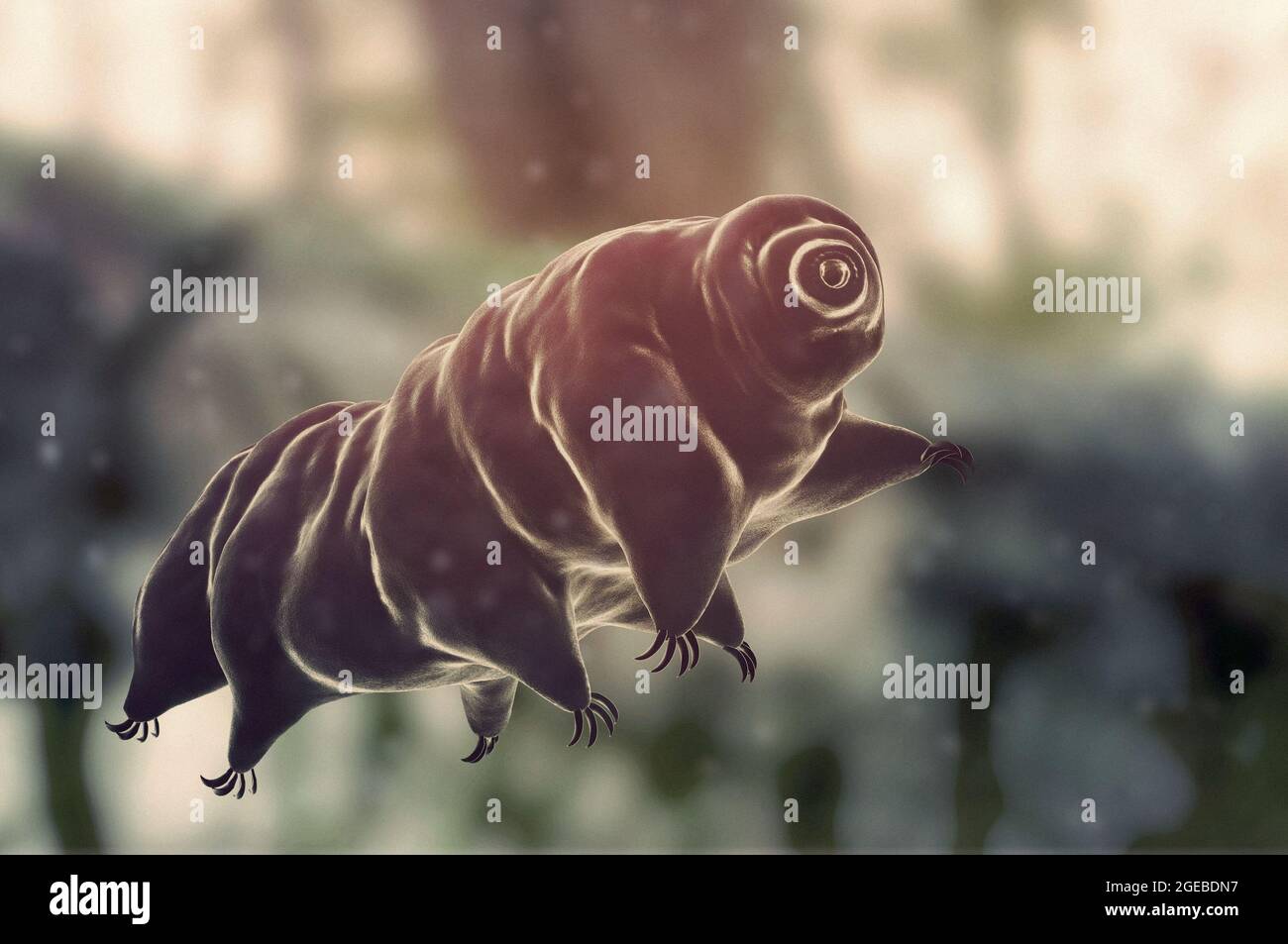 Close-up of a tardigrade swimming on a moss, also known as waterbear Stock Photo