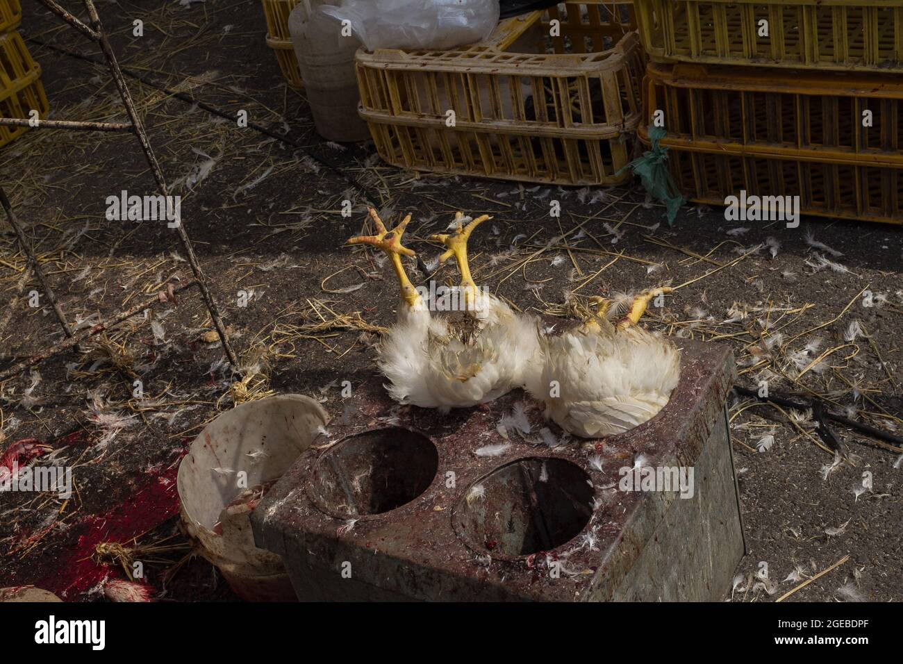 Two chickens killed in a meat market Stock Photo