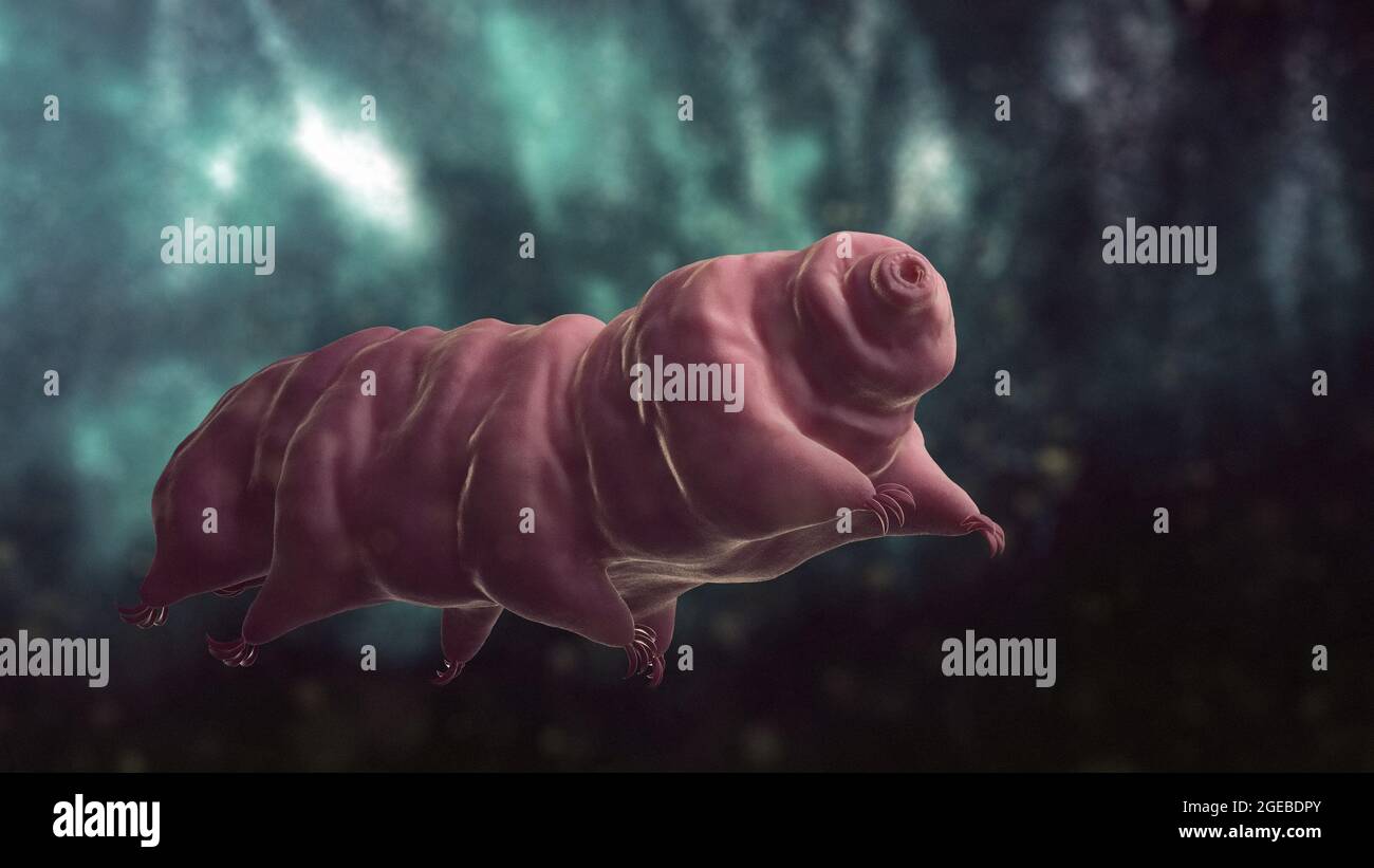 Close-up of a tardigrade swimming on a moss, also known as waterbear Stock Photo