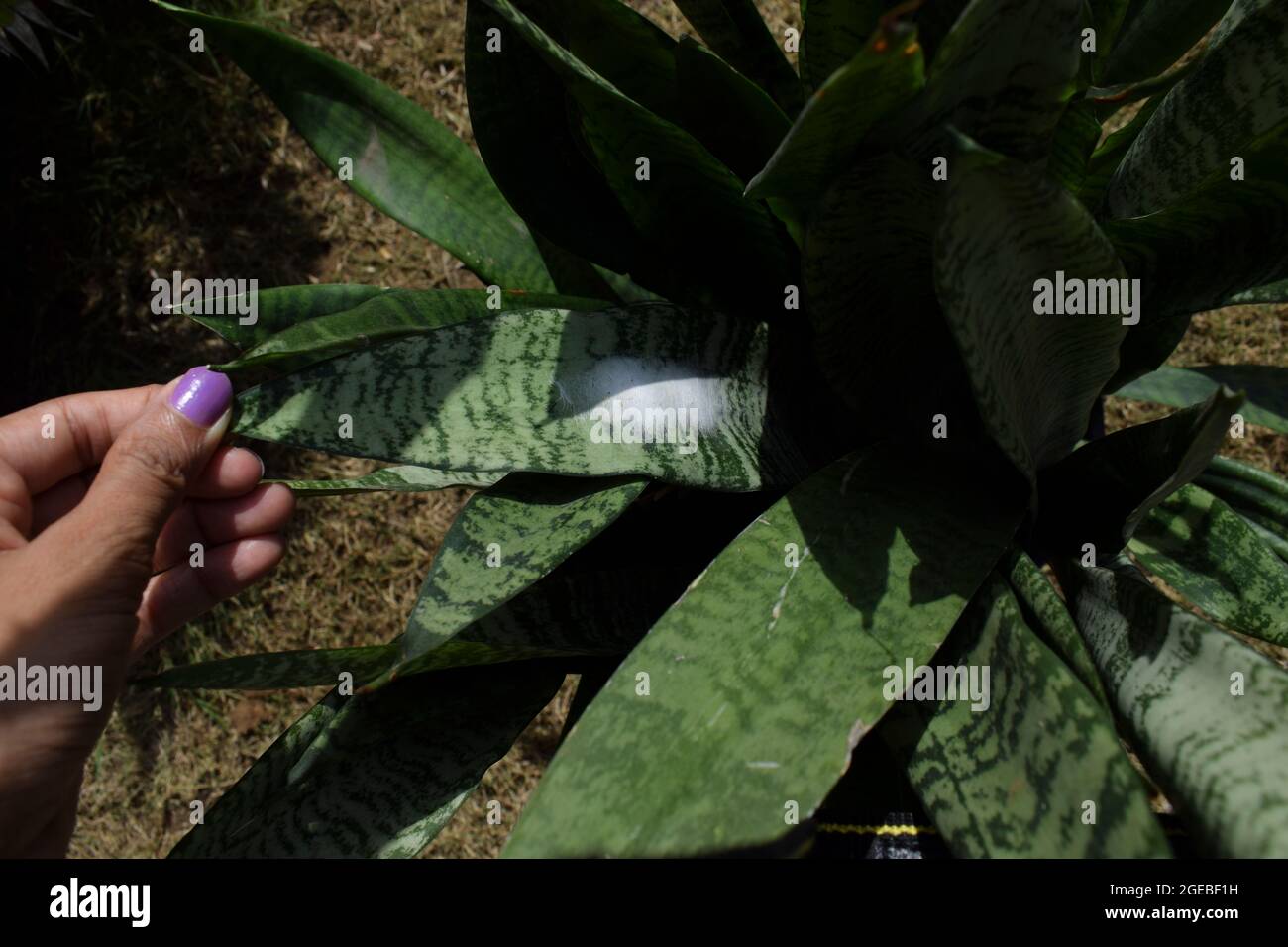 zz plant zamioculcas zamiifolia 4