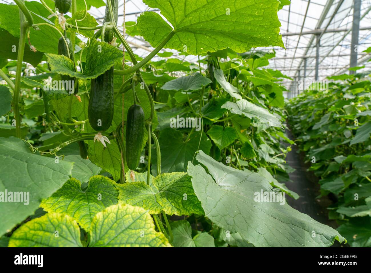 Mini Cucumbers – Stokdijk Greenhouses, Ltd