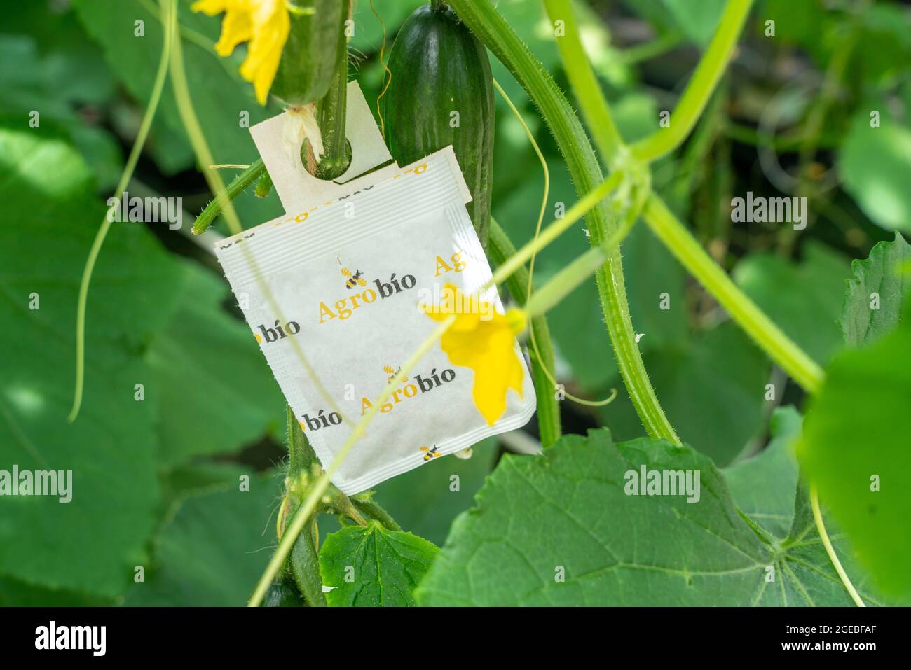 Growing mini cucumbers, snack cucumbers, in a greenhouse, bags with beneficial insects that protect against pests such as aphids, near Straelen, NRW, Stock Photo