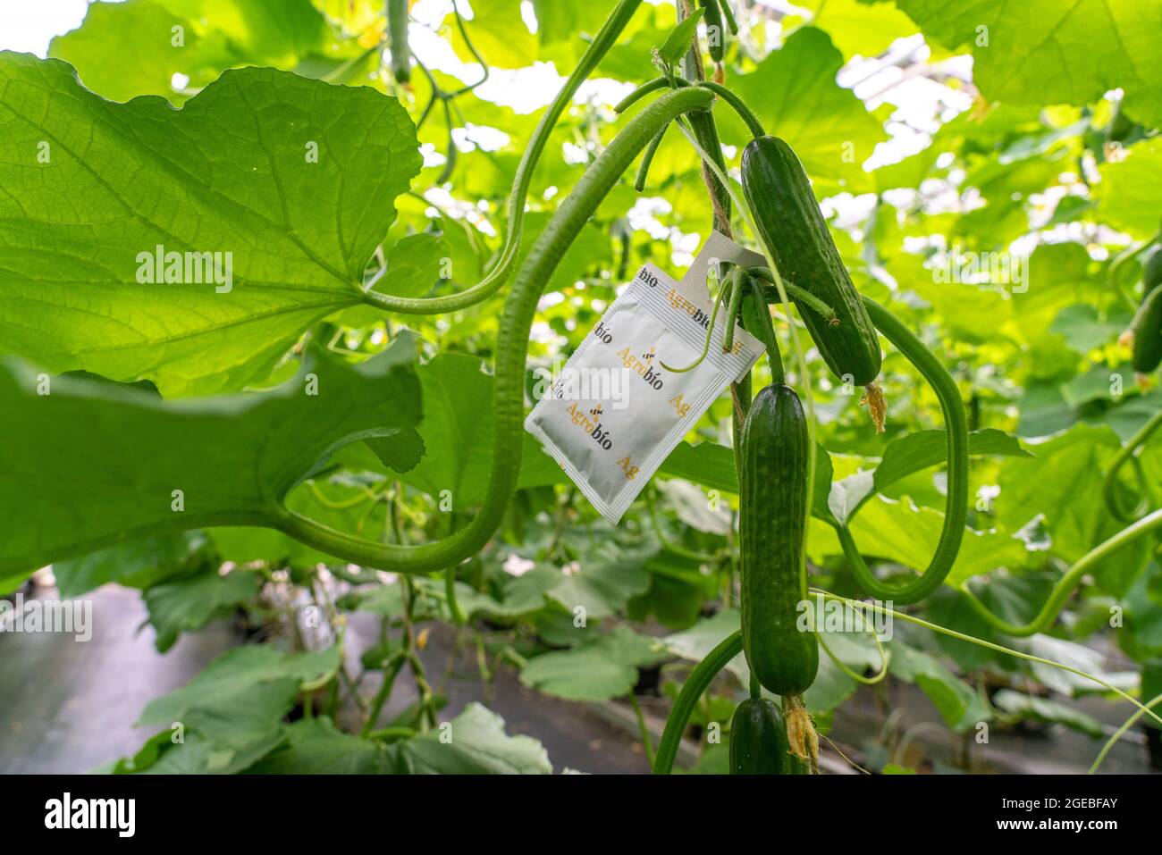 Growing mini cucumbers, snack cucumbers, in a greenhouse, bags with beneficial insects that protect against pests such as aphids, near Straelen, NRW, Stock Photo