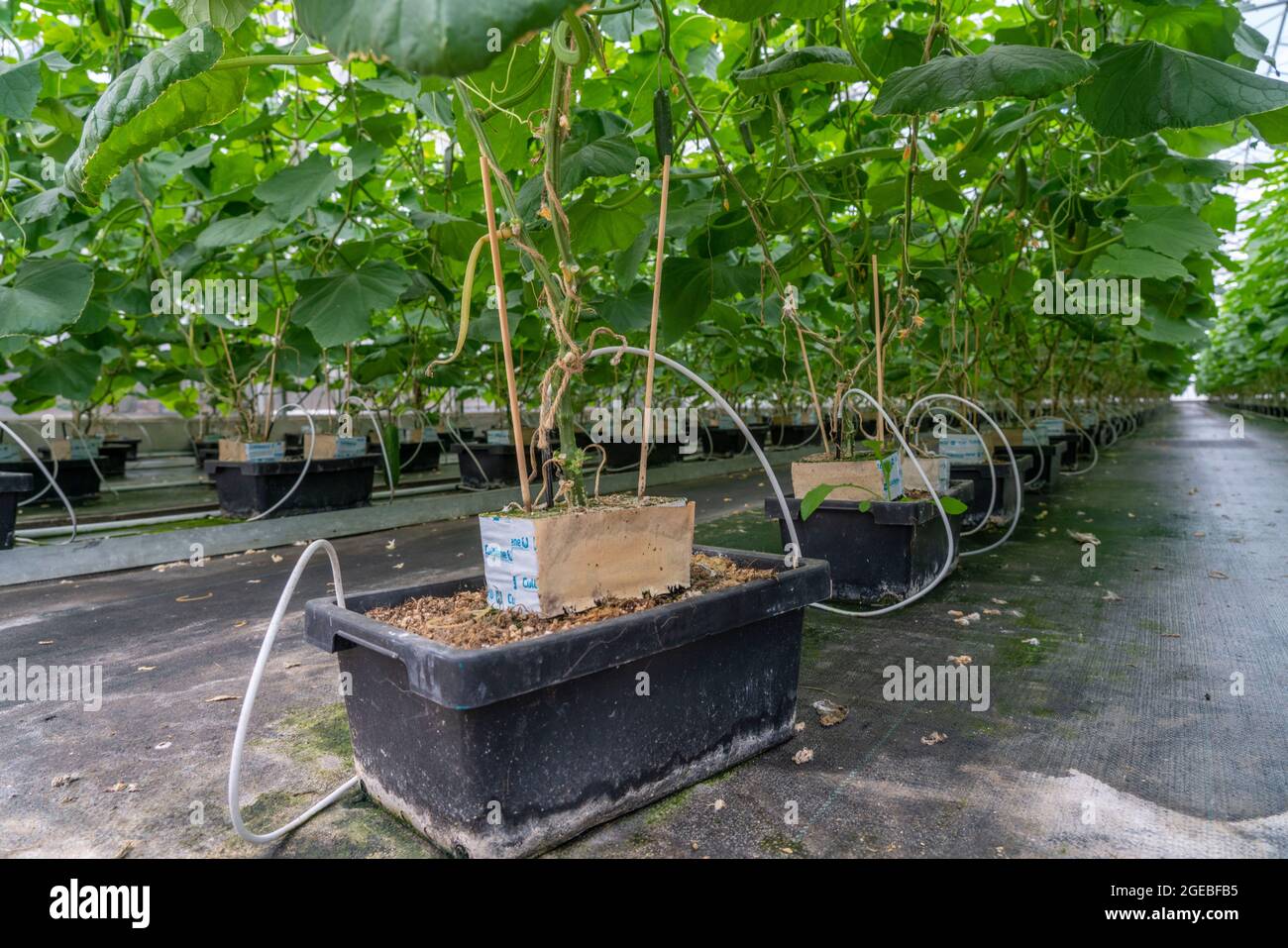 Growing mini cucumbers, snack cucumbers, in a greenhouse, plants growing in substrate baskets, near Straelen, NRW, Germany, Stock Photo