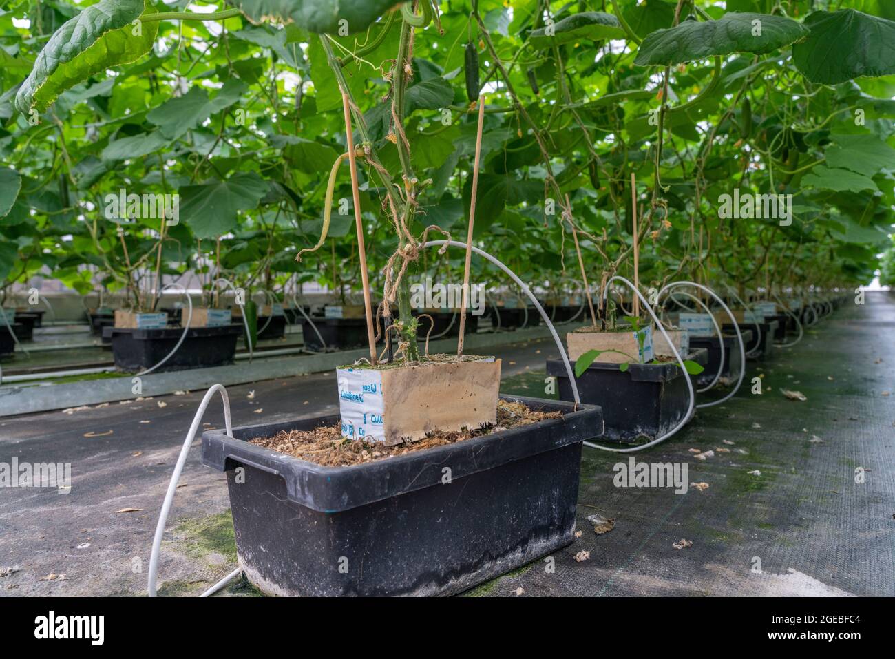 Growing mini cucumbers, snack cucumbers, in a greenhouse, plants growing in substrate baskets, near Straelen, NRW, Germany, Stock Photo