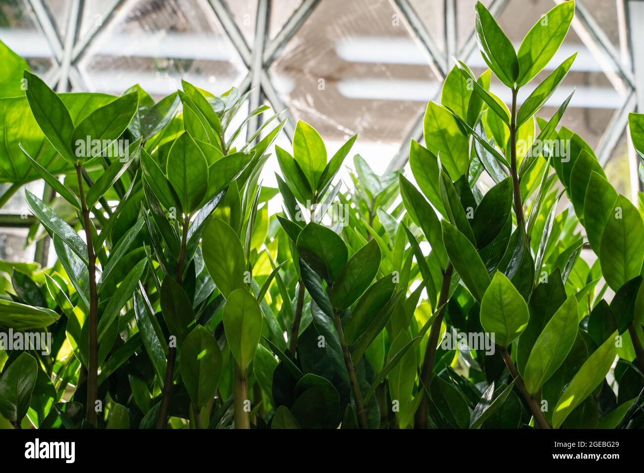Rows of house plant zamiokulkas with green leaves and branches growing in greenhouse. Home gardening Stock Photo