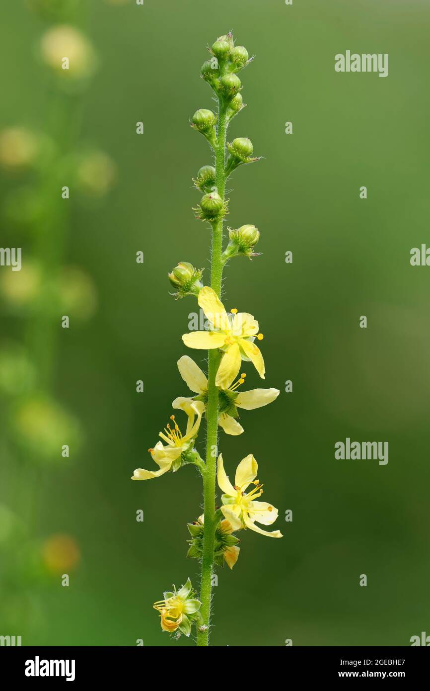 Agrimony - Agrimonia eupatoria, Yellow Grassland Flower Stock Photo