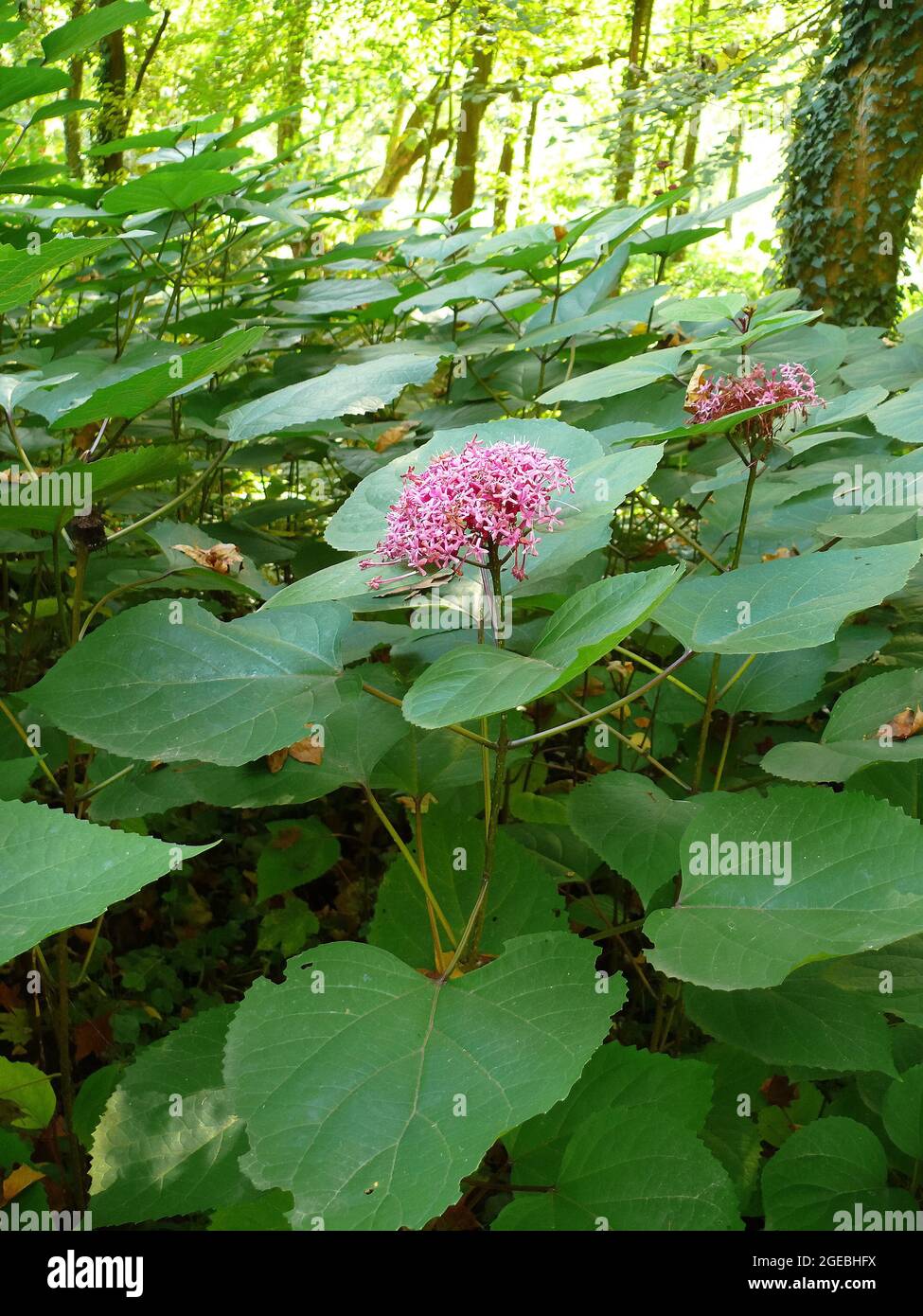 rose glory bower, glory flower or Mexican hydrangea, Losbäume, Clerodendrum  bungei, végzetcserje Stock Photo - Alamy