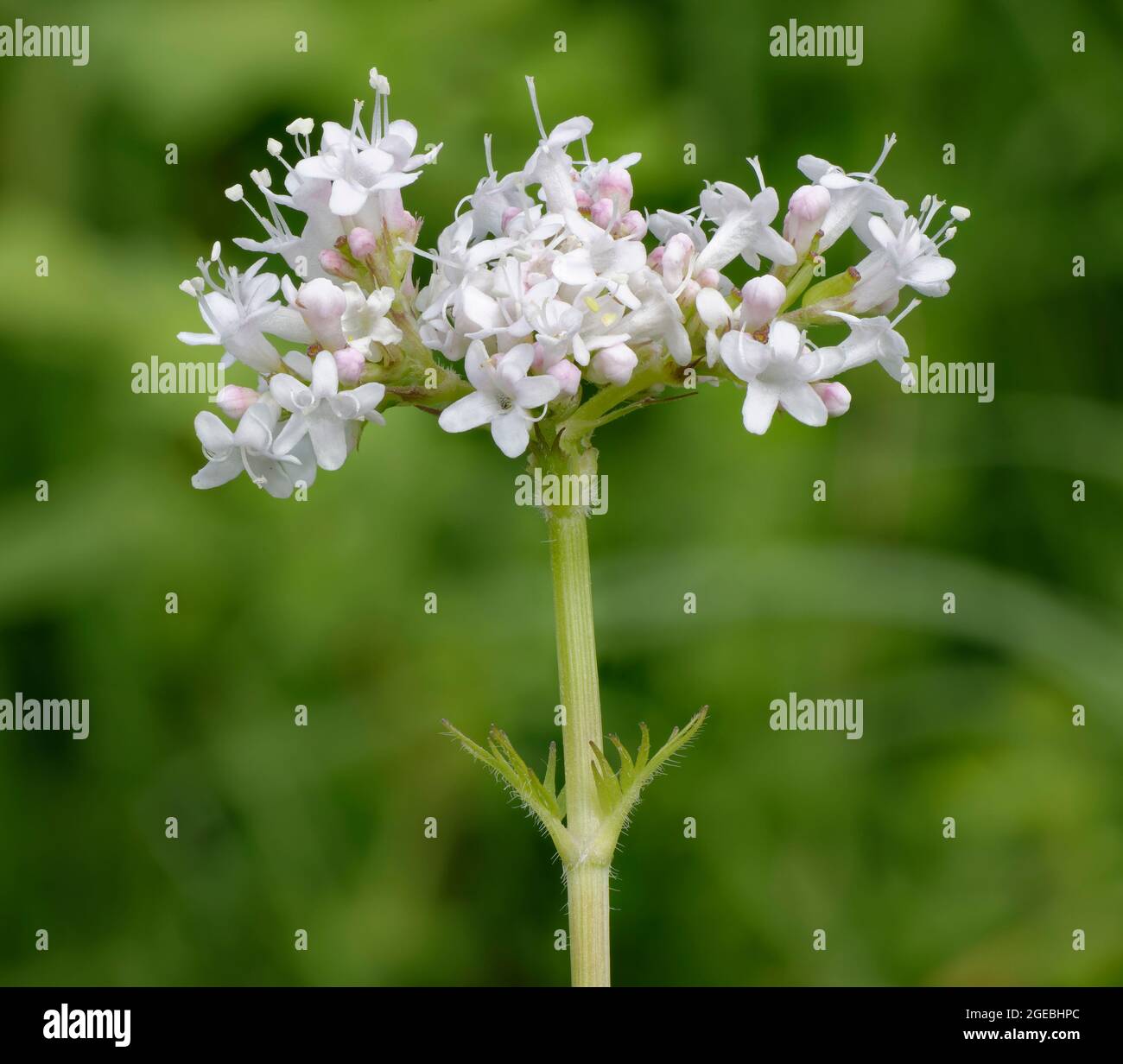Common Valerian Valeriana officinalis, extracts of which are used to
