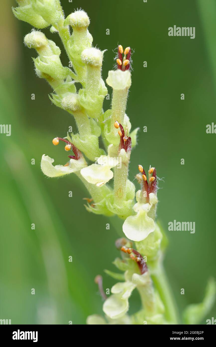 Wood Sage - Teucrium scorodonia, closeup of flowers Stock Photo