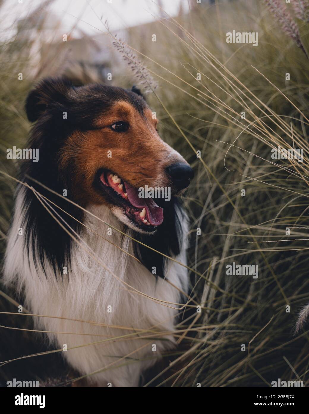 Lassie dogs hi-res stock photography and images - Alamy